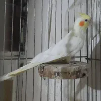 عروس هلندی ماده