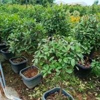 گل و گیاه محوطه ای