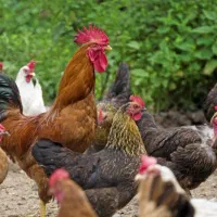 ذبح مرغ  محلی اردک  جوجه  خانم