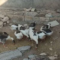 12عدد غاز