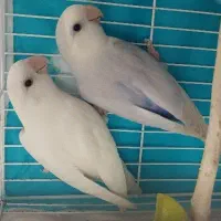کوتوله مارال
