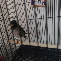 مرغ مینا|پرنده|بندر ترکمن, |دیوار