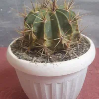 گل های زیبا