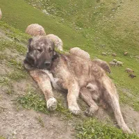 سگ نر اصل ترکمن