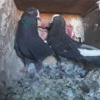 کبوتر شازده