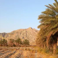 فروش پاجوش مرداسنگ ونخل مرداسنگ