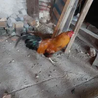 خروس