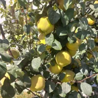 فروش باغ یک هکتاری در جاده قزوین  رشت