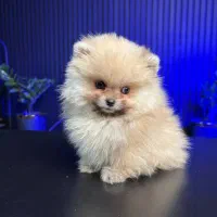 پامرانین خرسی