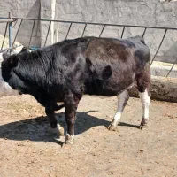 گاو گوساله تلیسه قصابی
