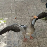قو غاز