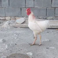 خروس