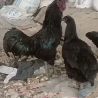 خروس جوان و تازه نفس مشکی