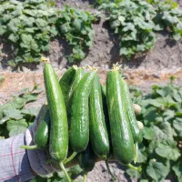 خیار تازه