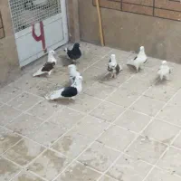کبوتر