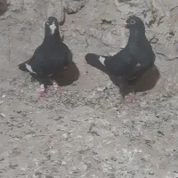 کبوتر پلنگ سیاه