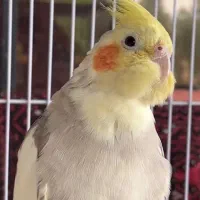 عروس هلندی نر