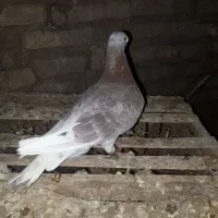 سلام ۲تانرپرشی. طوقی مادس.