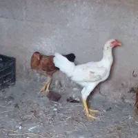 فروش مرغ،خروس،جوجه مرغ و خروس لاری