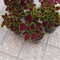 گل حسنی یوسف