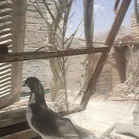 شهری قهوه ای ماده همه چی تنظیم