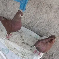 کبوتر عشقی