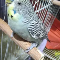 مرغ عشق کاسکویی