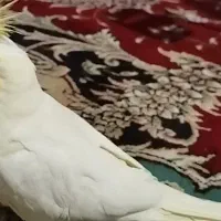 عروس هلندی