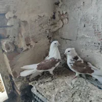 طوقی هوای