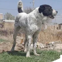 سگ آلابای ترکمن