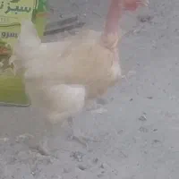 مرغ محلی تخم گذار
