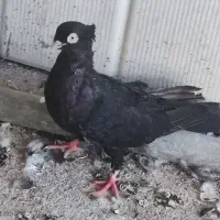 کبوترزاغ صربی