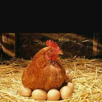 فروش دسته جمعی حیوانات خانگی
