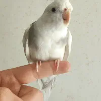 عروس هلندی با قفس