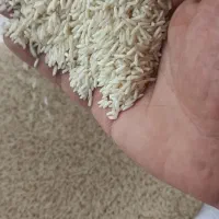 برنج هاشمی
