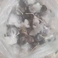 مومیایی‌