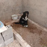 سگ قدر جوونی نگهبان