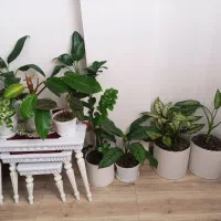 گل های متنوع و سرحال