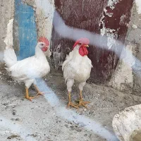 مرغ و خروس ماشینی