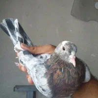 کبوتر کفتر