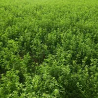 یونجه 40درجه یک شلیف گرفته آماده برای گوسفند و گاو