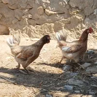 مرغ تخمگذار