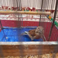 سینه سرخ مسته مست