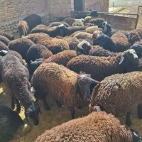 فروش بره نر پای پروار در استان زنجان