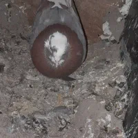 کفتر|پرنده|ساوه, |دیوار