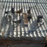 کبوتر فروشی