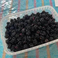 تمشک|خوردنی و آشامیدنی|گرگان, |دیوار
