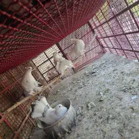 کبوتر پرپا