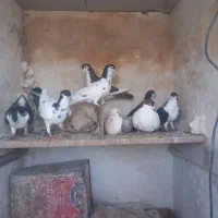 کبوتر ساده و کبوتر افشون