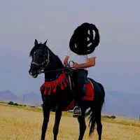 اسب|اسب و تجهیزات اسب‌سواری|سیلاخور, |دیوار